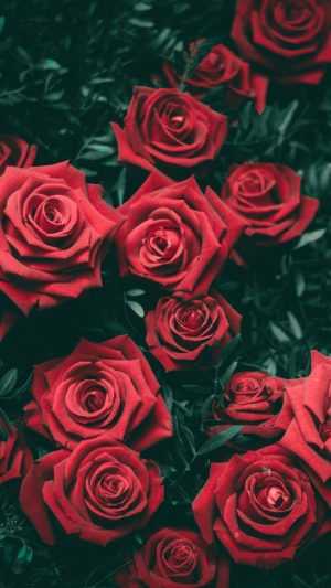 Roses Wallpaper