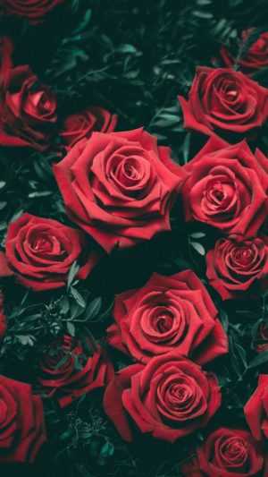 Roses Wallpaper