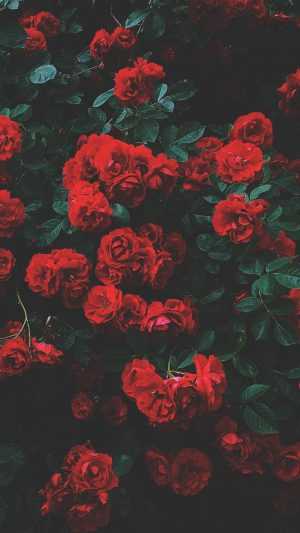 Roses Wallpaper