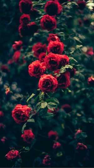 Roses Wallpaper 