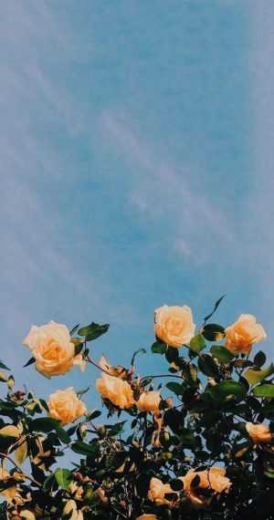 Roses Background 