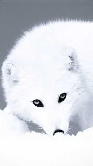 Arctic Fox Wallpaper 