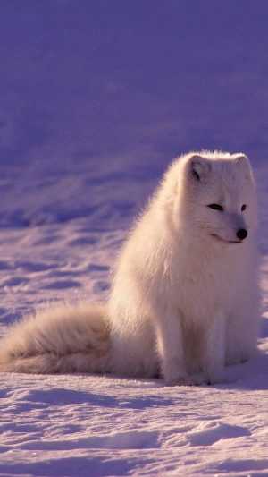 Arctic Fox Wallpaper 