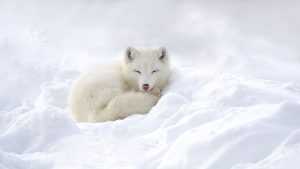 Desktop Arctic Fox Wallpaper