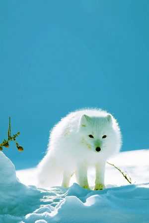 Arctic Fox Wallpaper