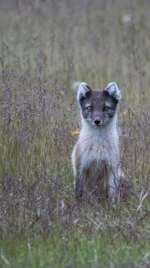 Arctic Fox Wallpaper 