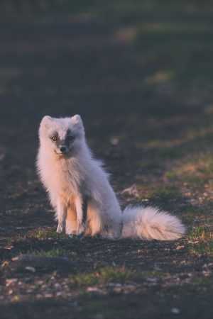 Arctic Fox Background 