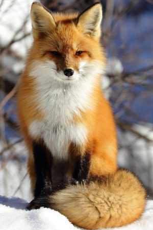 4K Arctic Fox Wallpaper