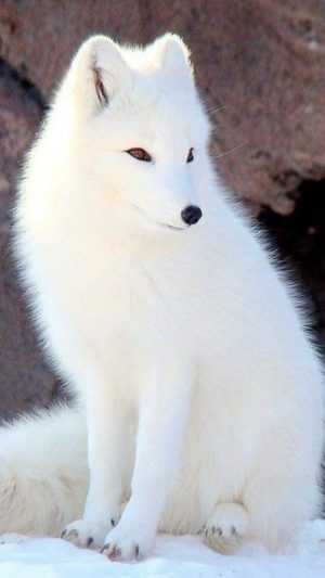 HD Arctic Fox Wallpaper 