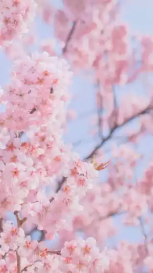 HD Cherry Blossom Wallpaper