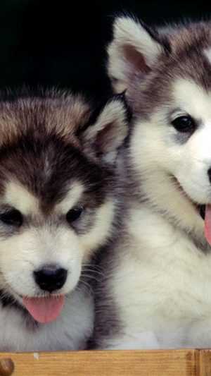 Siberian Husky Wallpaper 