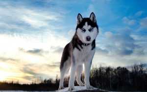 Desktop Siberian Husky Wallpaper 