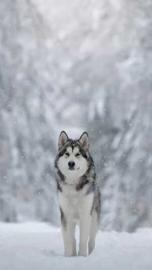 Siberian Husky Wallpaper