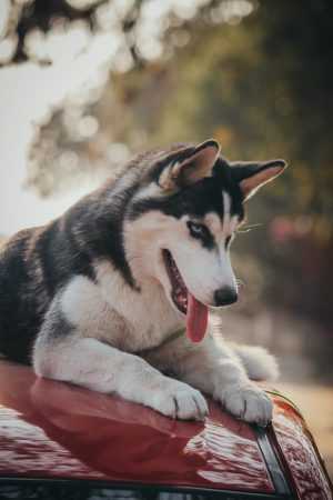 Siberian Husky Wallpaper