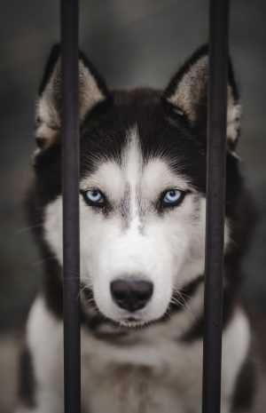 Siberian Husky Background