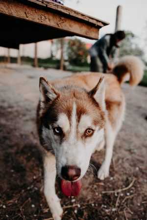 Siberian Husky Background 