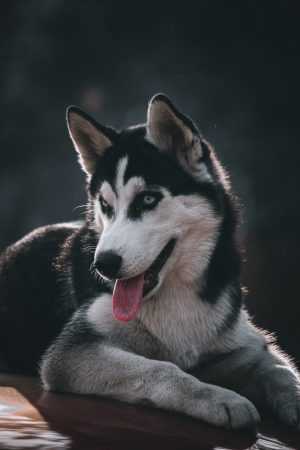 Siberian Husky Background 