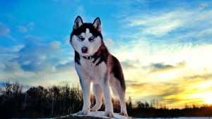 Desktop Siberian Husky Wallpaper