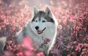 Desktop Siberian Husky Wallpaper 