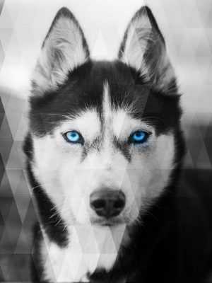 Siberian Husky Wallpaper