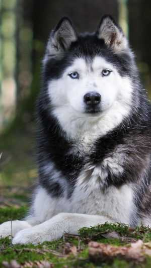 Siberian Husky Wallpaper