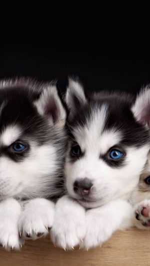 Siberian Husky Wallpaper 