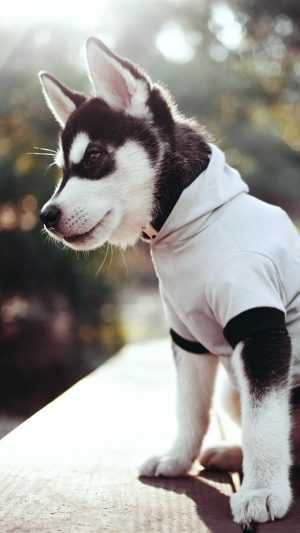 Siberian Husky Wallpaper