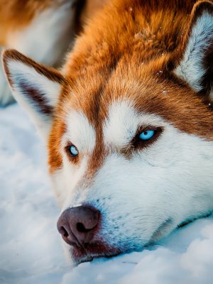 Siberian Husky Wallpaper