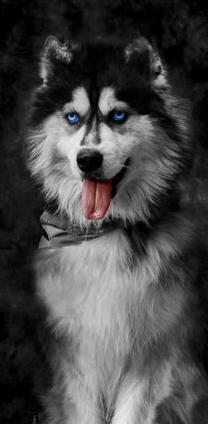 Siberian Husky Wallpaper