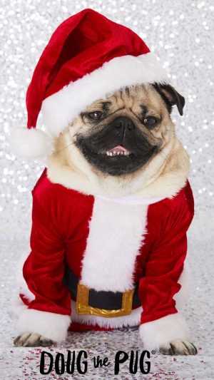 HD Pug Wallpaper 