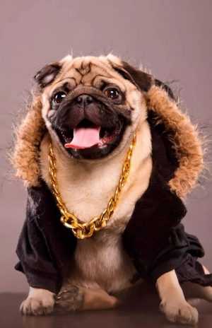 Pug Wallpaper 