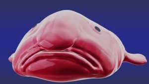 Desktop Blobfish Wallpaper