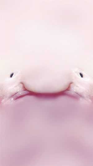 Blobfish Wallpaper