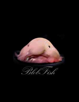 HD Blobfish Wallpaper