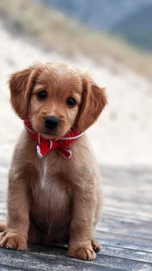 HD Puppy Wallpaper 