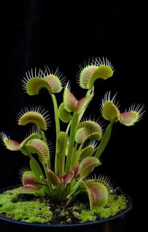 Venus Flytrap Wallpaper