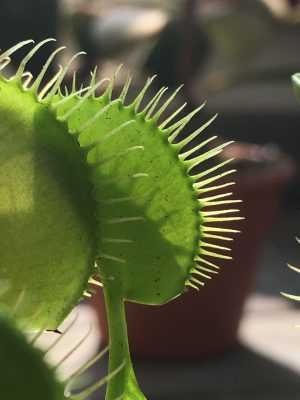 Venus Flytrap Wallpaper