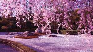 Desktop Cherry Blossom Wallpaper 