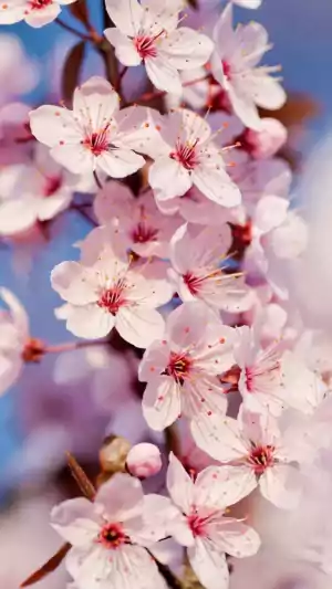 Cherry Blossom Wallpaper 