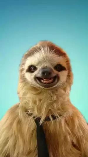 HD Sloths Wallpaper