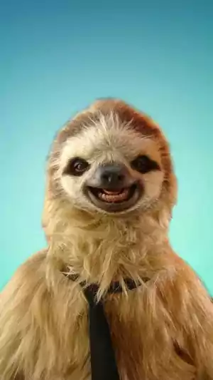 HD Sloths Wallpaper 