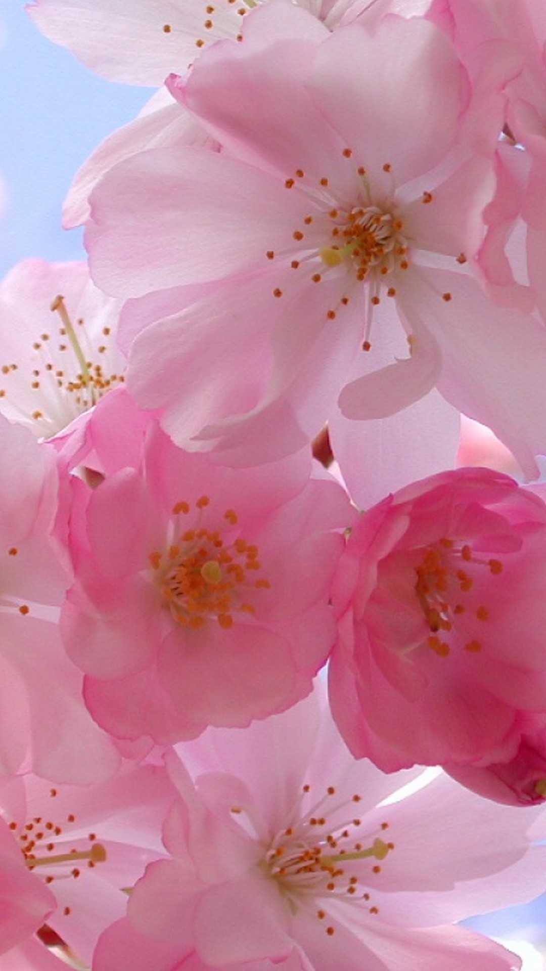 Spring Wallpaper WhatsPaper