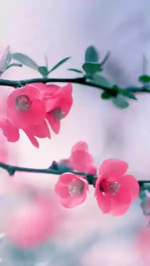 HD Spring Wallpaper 