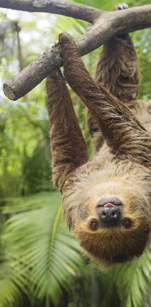 Sloths Background 