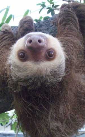 Sloths Wallpaper