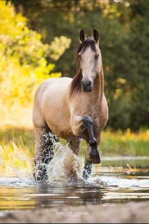 Horse Background 