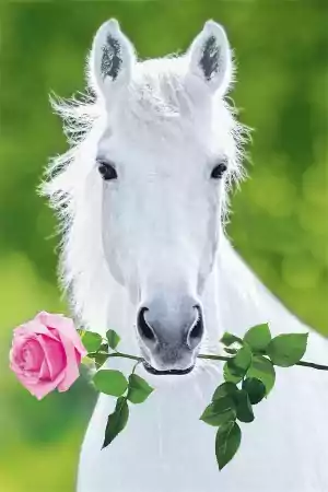 Horse Wallpaper 