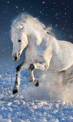 Horse Wallpaper