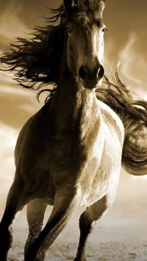 HD Horse Wallpaper 