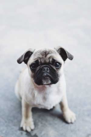 HD Pug Wallpaper